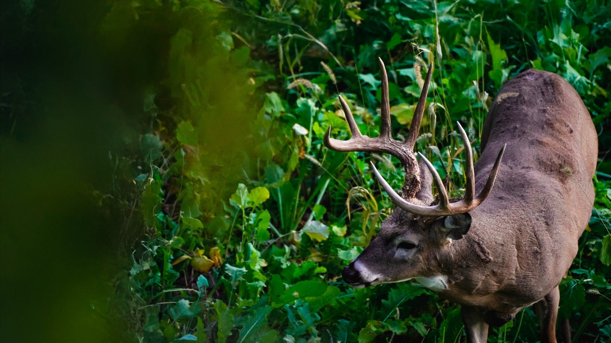 Deer Calls – WoodHaven Custom Calls